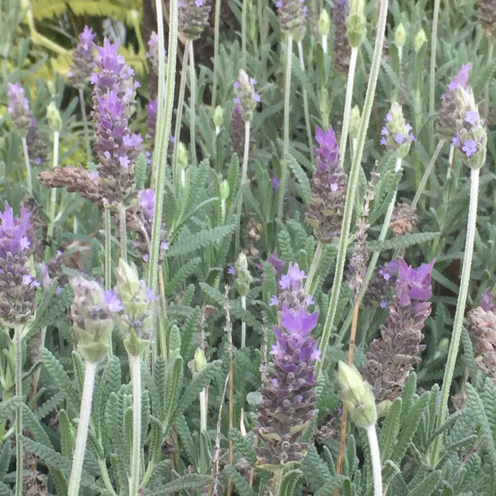 Lavanda