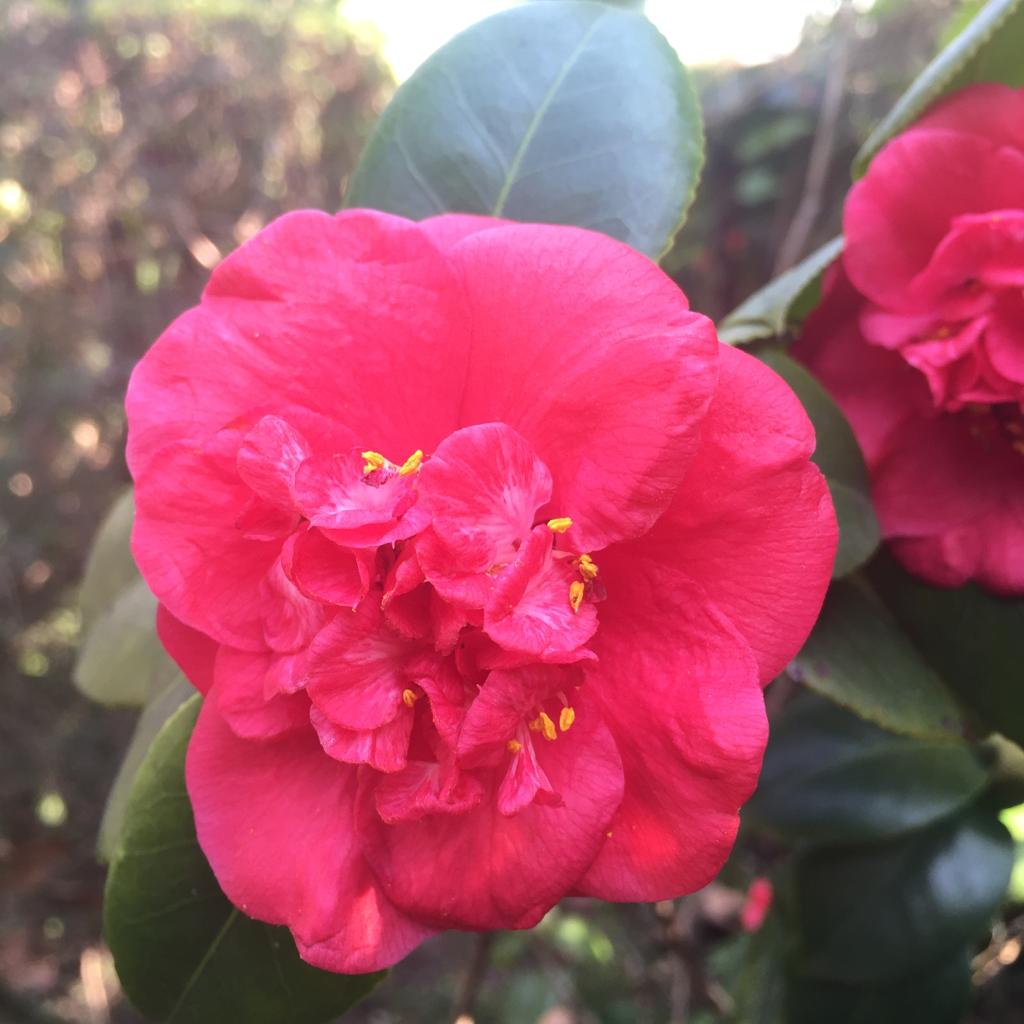 Camelia Roja