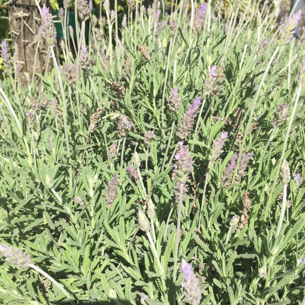 Planta de lavanda