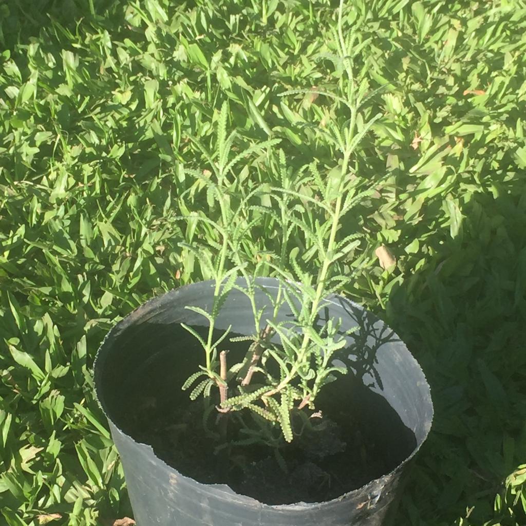 Lavanda de 3 meses  