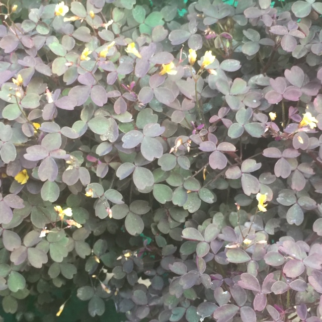 Oxalis