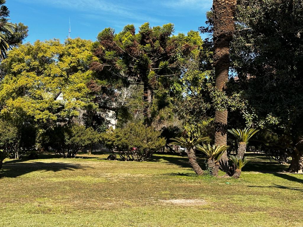 Araucaria australiana