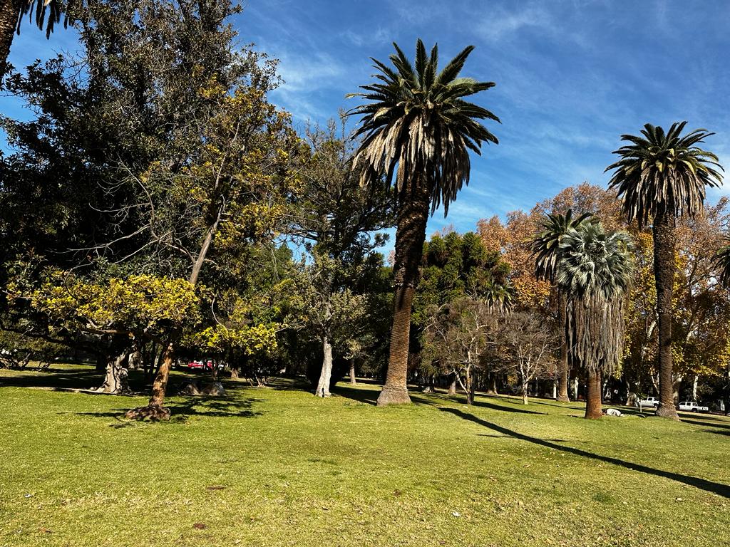 Palmera canaria