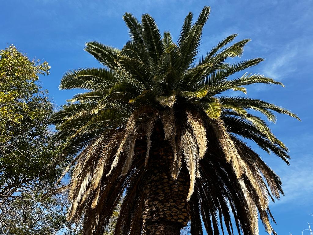 Palmera