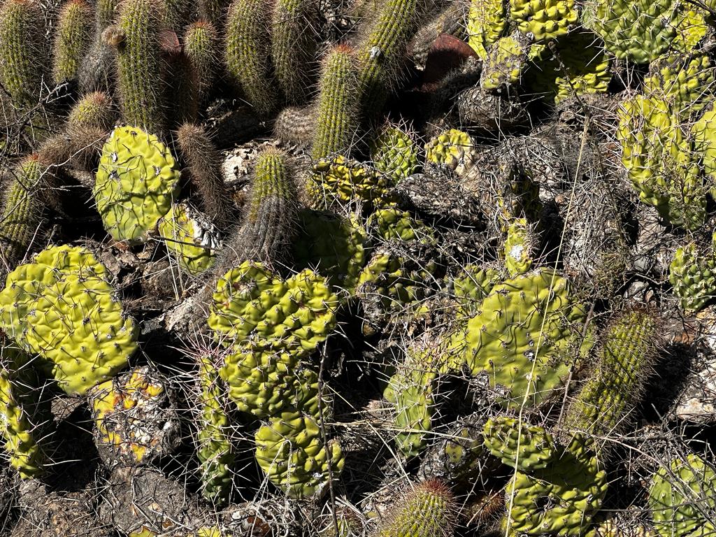 Nopal peludito