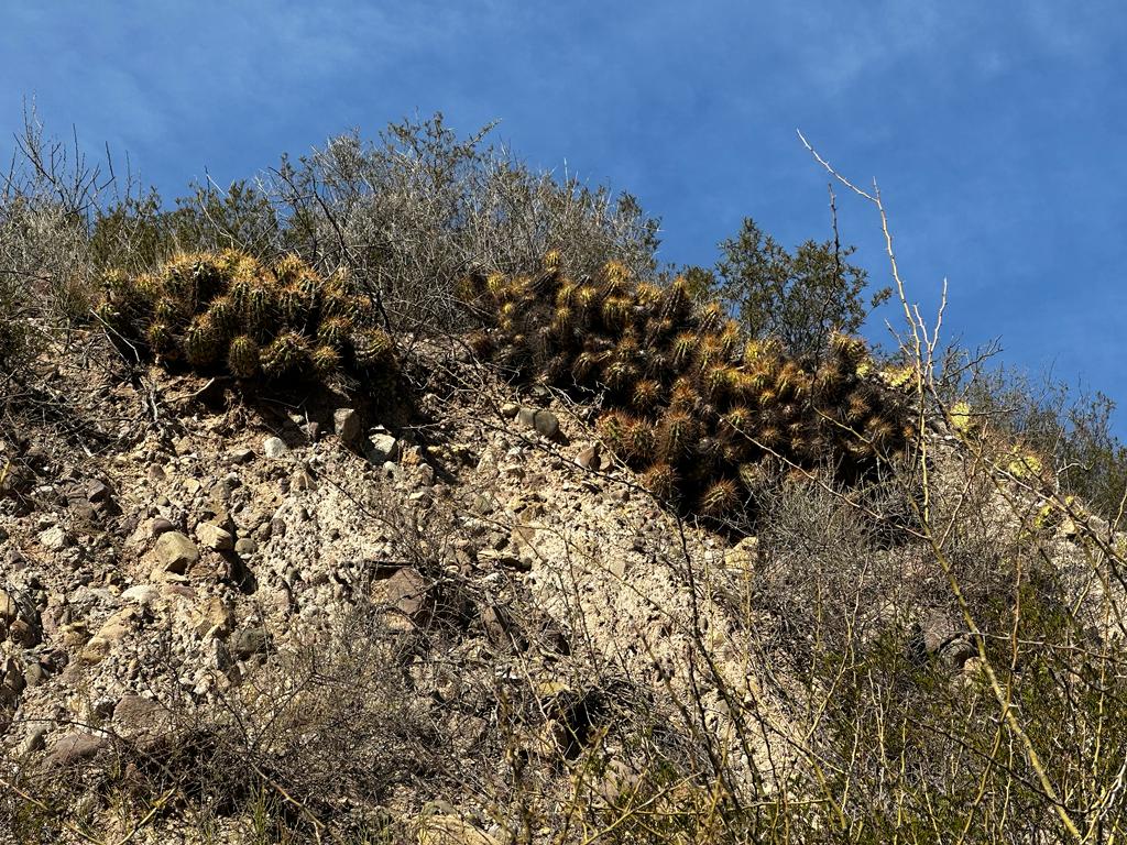 Alicoche fresa