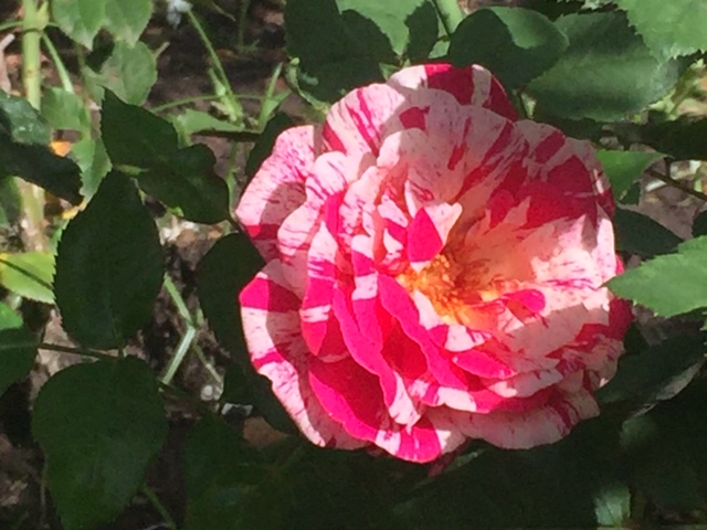 Rosa Fuscia Bicolor