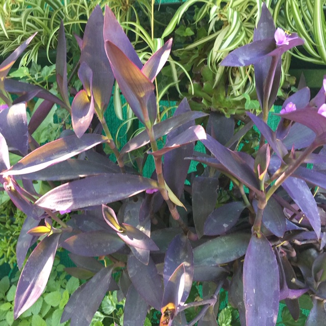 Tradescantia